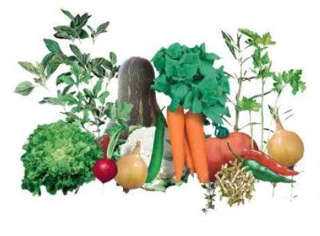Legumes e Verduras