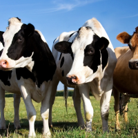 Melhoramento de bovinos de leite